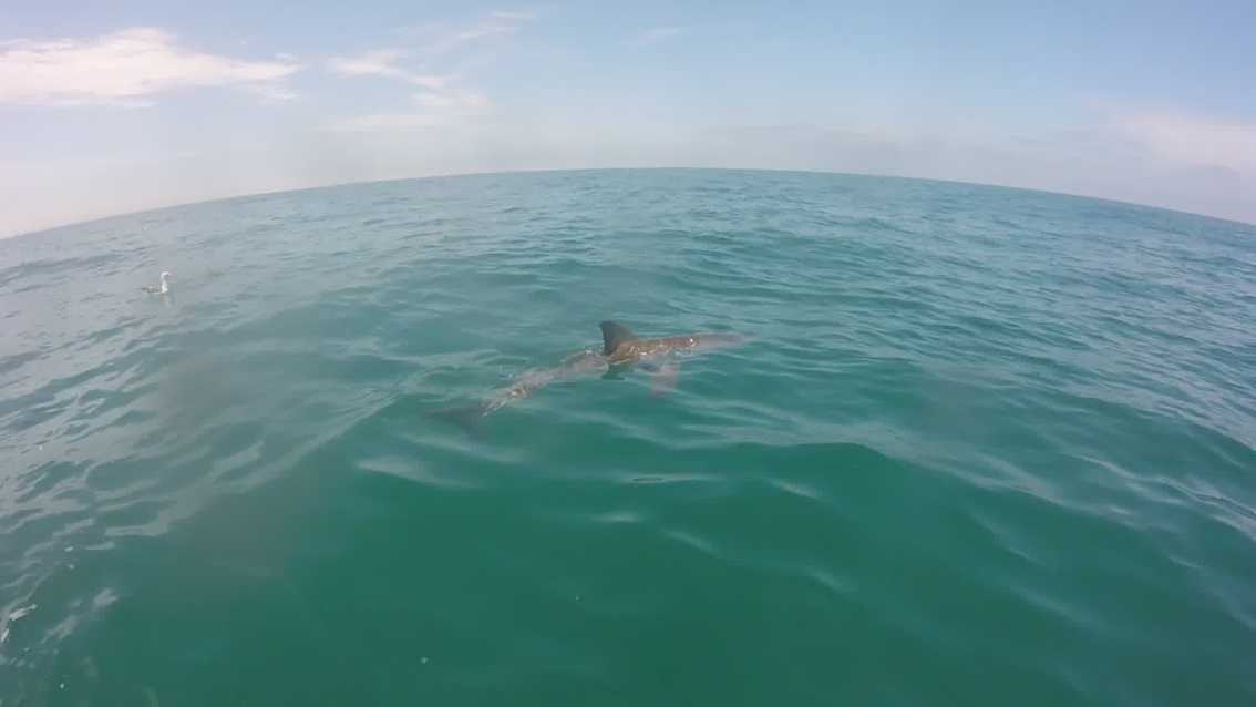 Tiburón juvenil nada en aguas de la Bahía de Sebastián Vizcaíno, Baja California (futureoftheocean)