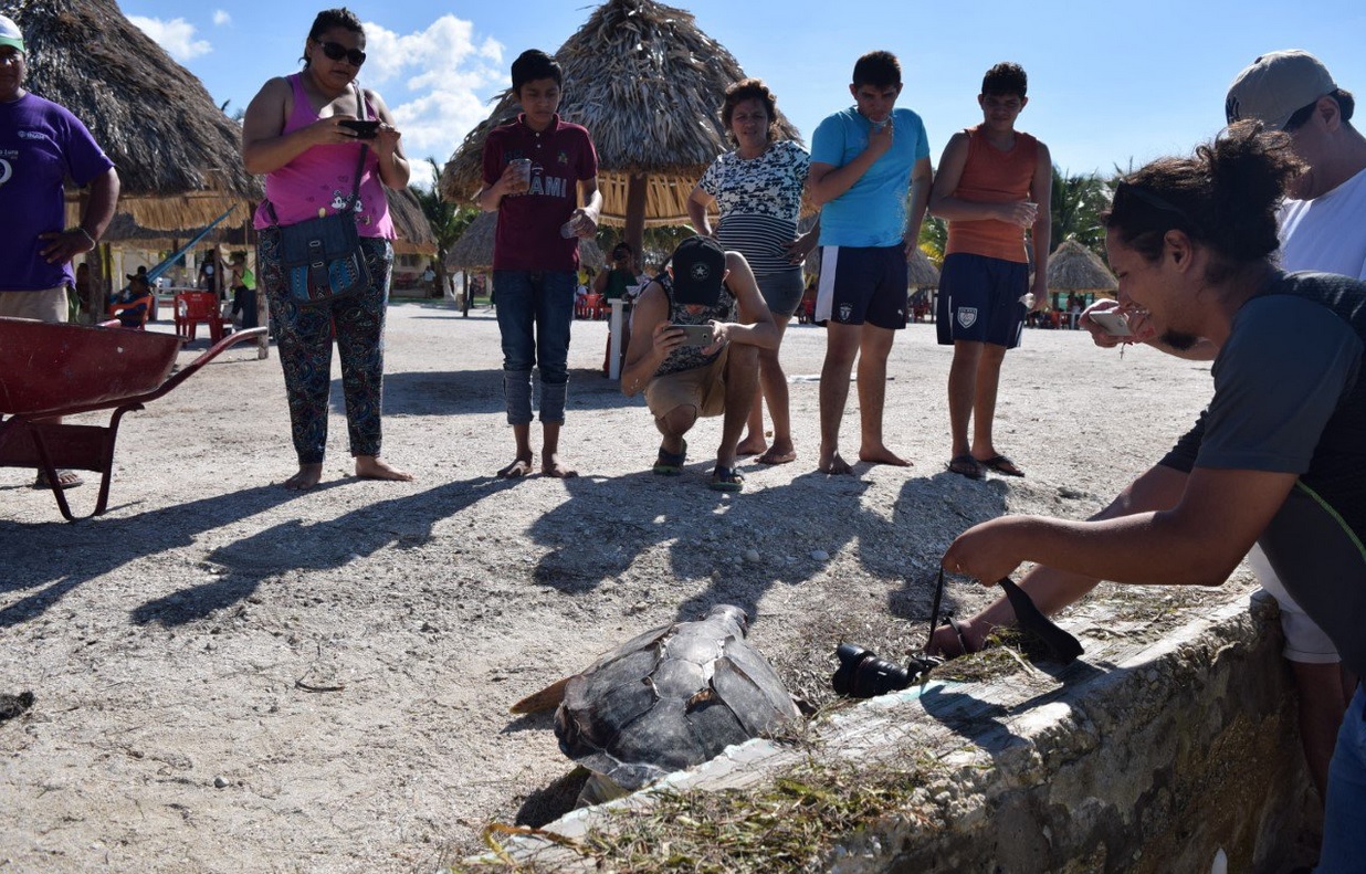 Con esta tortuga ya son 15 las que han aparecido muertas por causa de la pesca furtiva. (Twitter @ELSURCAMPECHE)