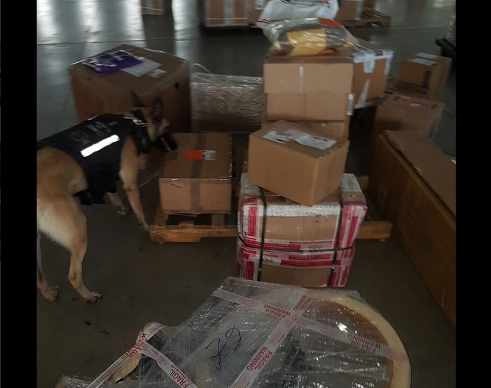Escuadrón canino de la Fiscalía de Jalisco encuentra arma y droga. (Twitter @FiscaliaJal)
