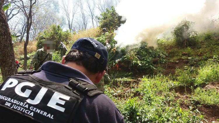 PGJ de Michoacán destruye tres toneladas de marihuana en el municipio de Madero
