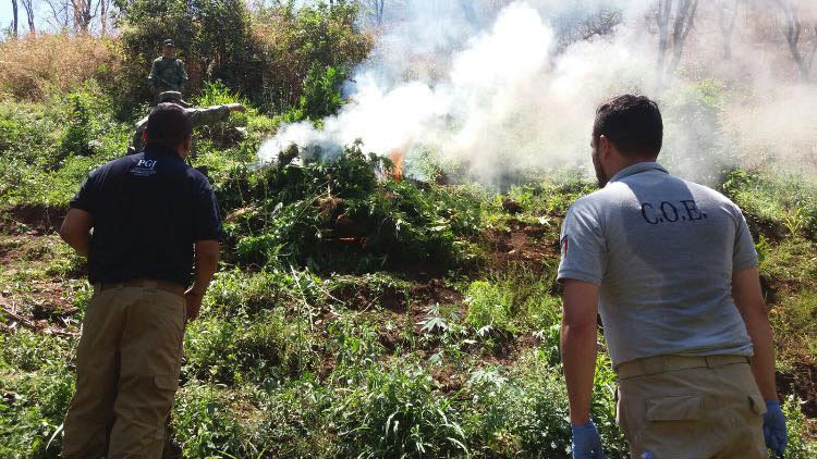 PGJ de Michoacán destruye tres toneladas de marihuana en el municipio de Madero
