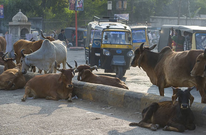 Algunas vacas permanecen en las calles y bloquean el tránsito en India (Getty Images)