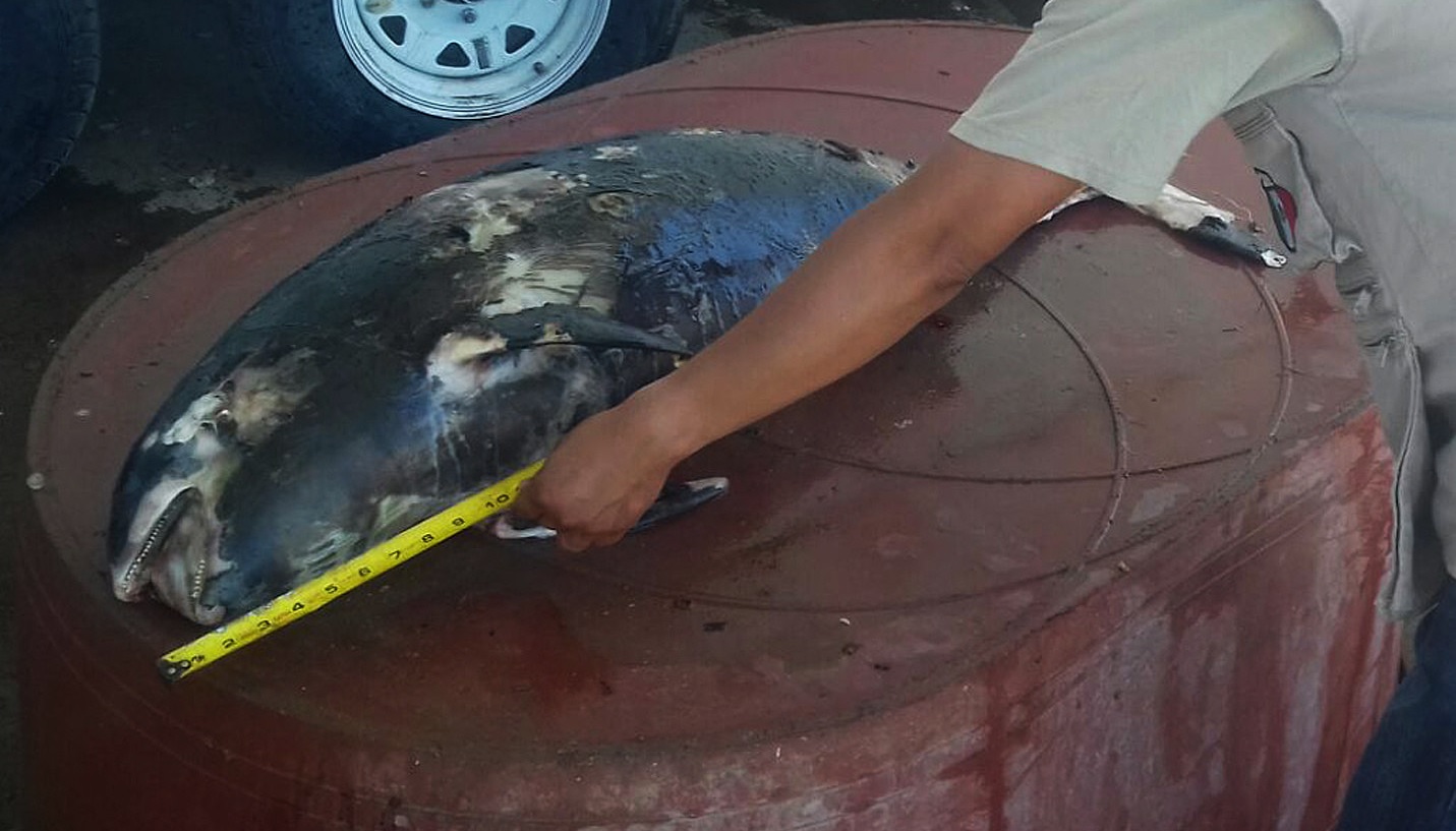 Ejemplar de vaquita marina muerta encontrada en Baja California.