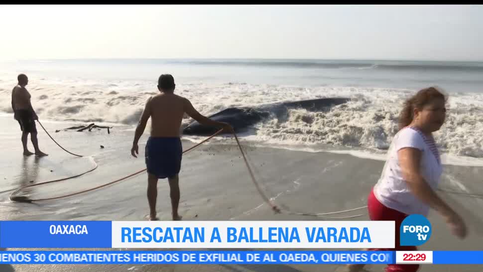 Rescatan, ballena, varada, costas, Oaxaca, Salina Cruz, la ventosa