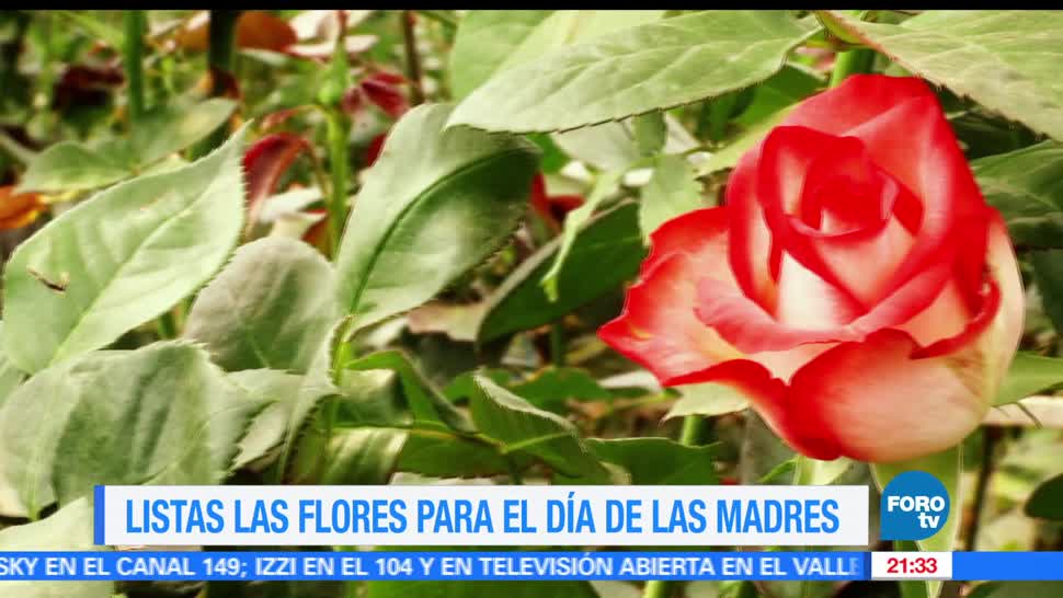 noticias, forotv, 10 de mayo, fecha más importante, floricultores, mexicanos