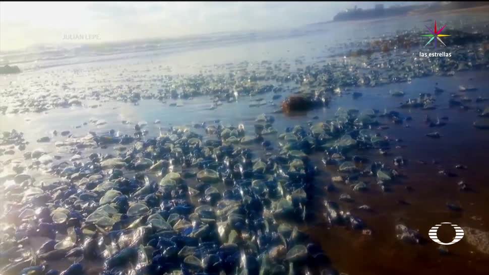 Aparecen, muertas, medusas, Rosarito, Fauna Marina, Costas de Baja California