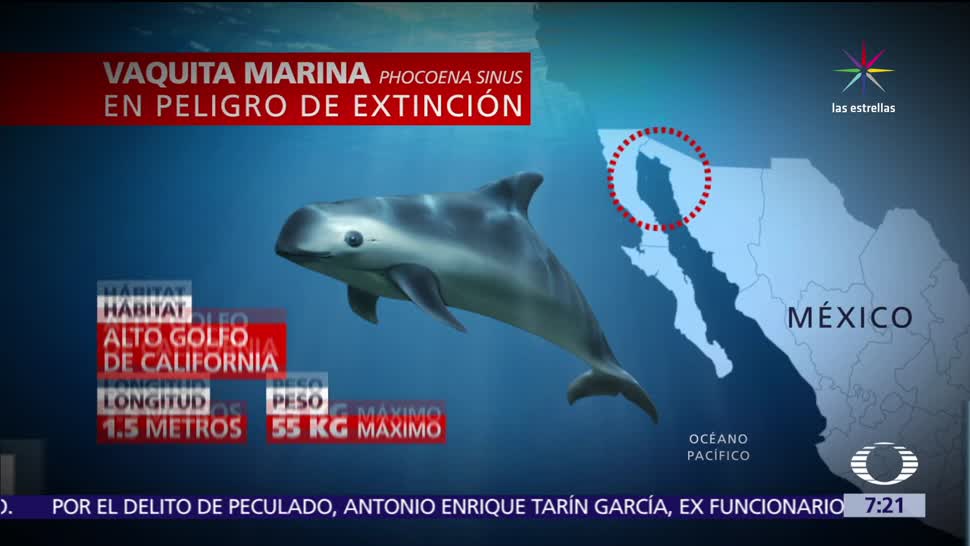 México, preservar la vaquita marina, especie amenazada, pesca legall