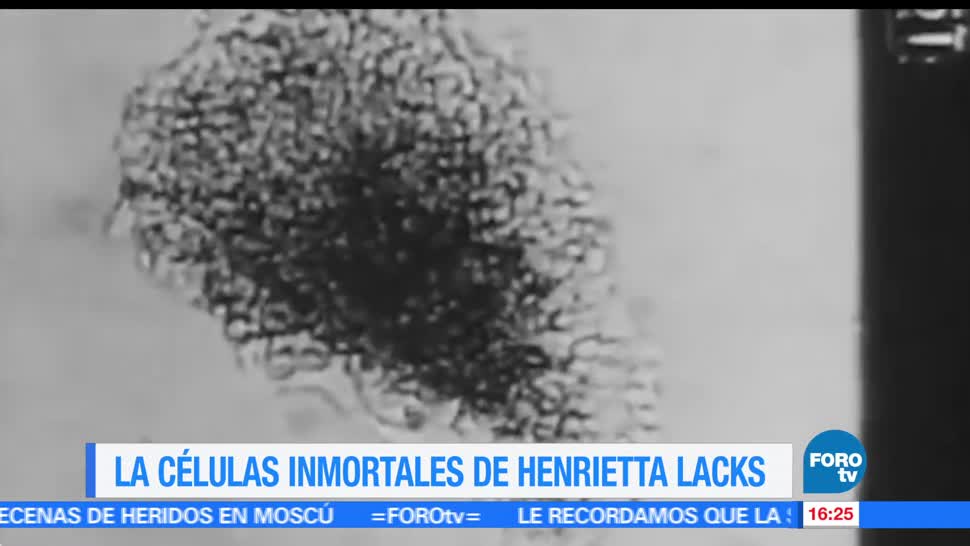 historia, Henrietta Lacks, células, revolucionaron la medicina