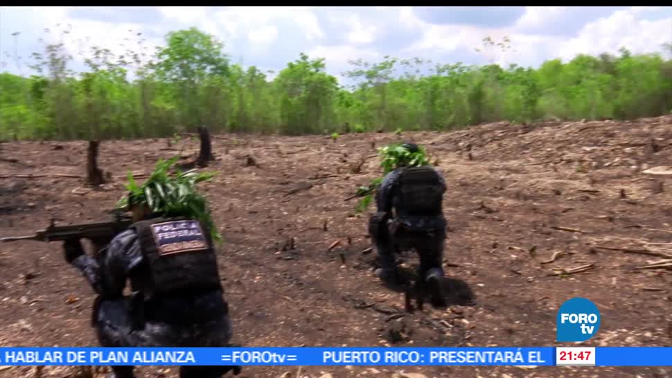 noticias, forotv, Gendarmeria, protegera, reserva de la biosfera, Calakmul