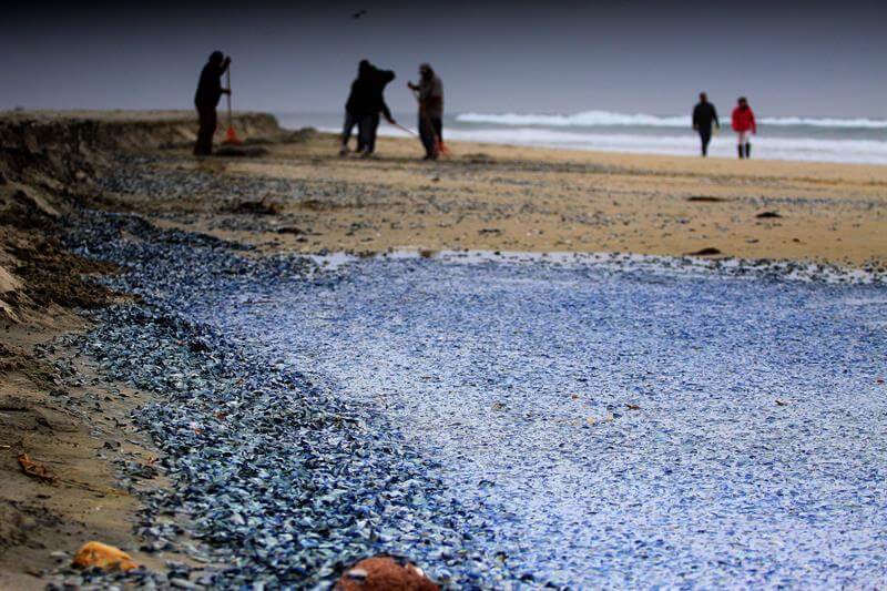 Medusas velero que aparecieron muertas en playas de Rosarito. (EFE)