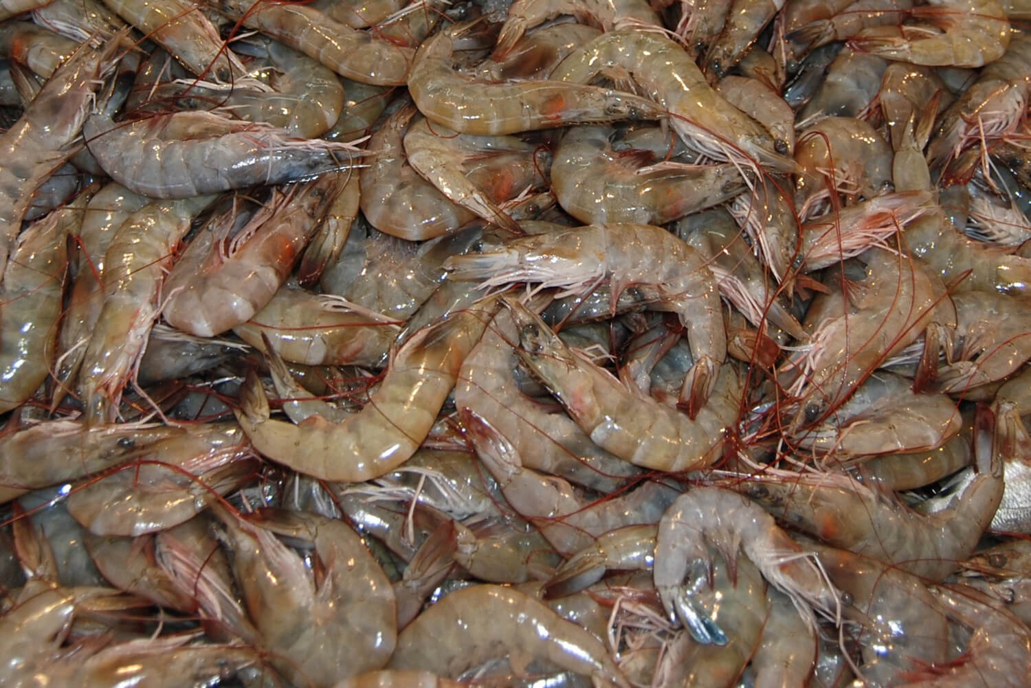 La veda del camarón es para asegurar la continuidad de los procesos de sustentabilidad pesquera. (Notimex, archivo)
