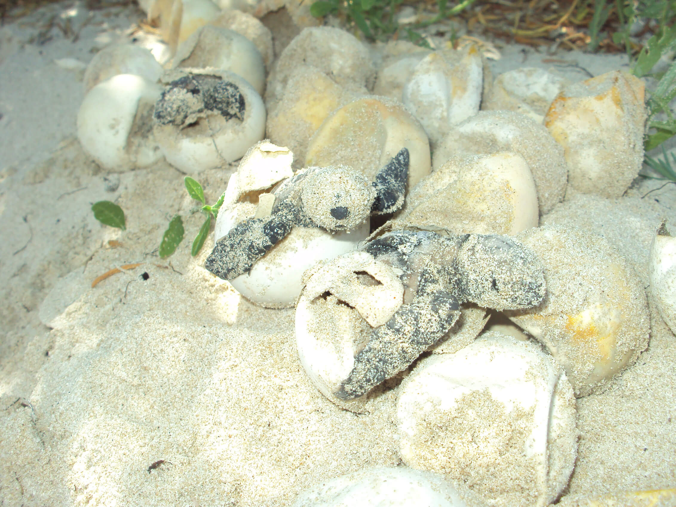 El fin de semana pasado, se registró la primera arribada de tortugas golfinas en la playa ‘La Escobilla’. (Notimex, archivo)