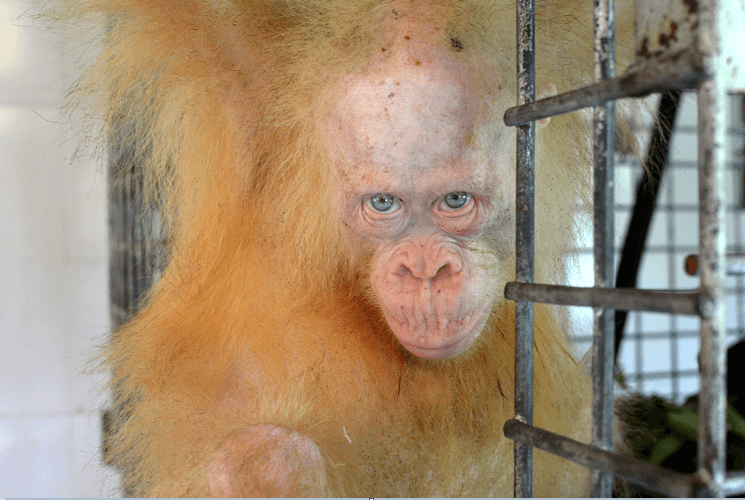 Alba la orangutana albina en Indonesia