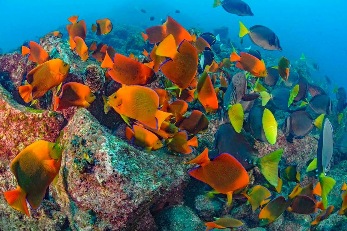 Alistan plan de rescate para 140 especies en Islas Revillagigedo