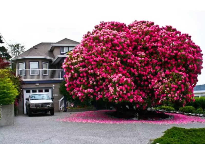 Lady Cynthia, un arbusto de 7.6 metros se ha vuelto una atracción en Canadá (Foto: vancouversun.com)