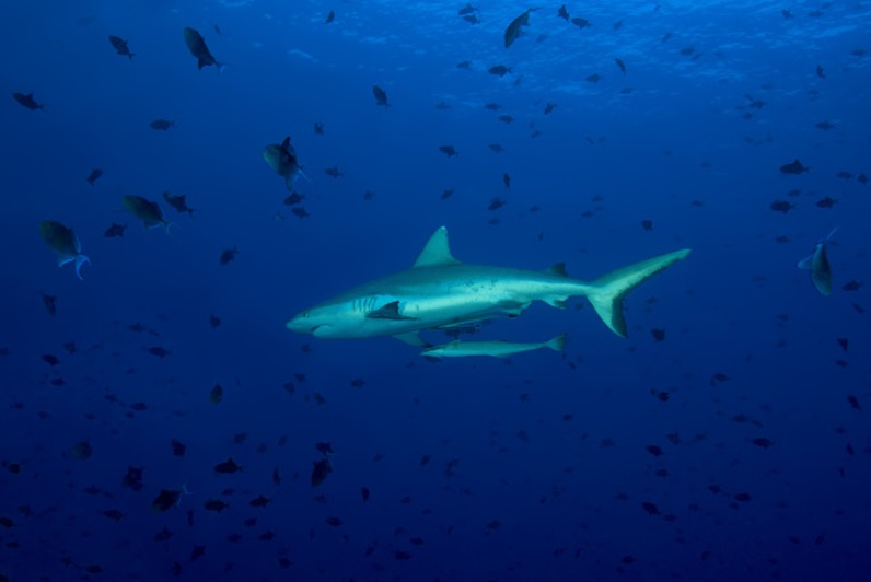 Tiburón gris en el Océano Índico (Getty Images
