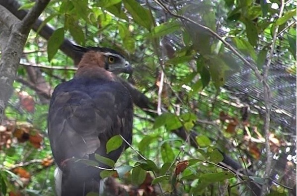 Casi 700 especies de aves habitan en el estado de Chiapas. (Twitter @juanelo_28)