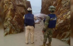 Personal federal vigila el lugar donde fue hallada una ballena muerta