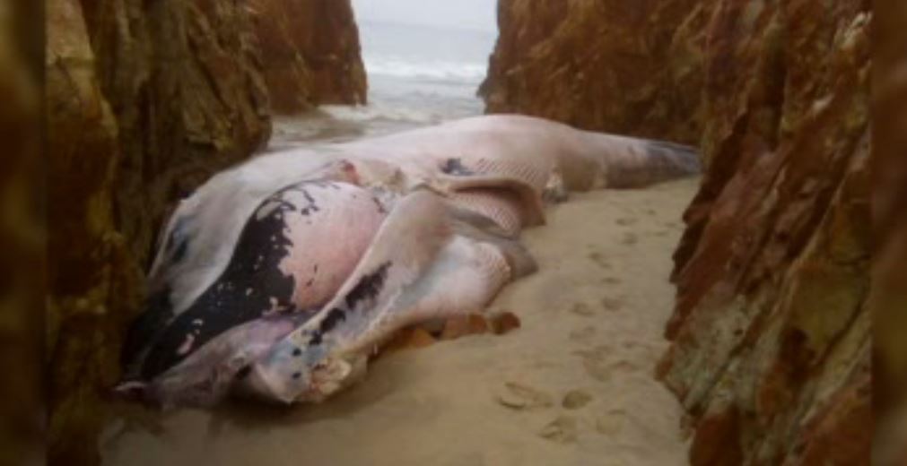 Encuentran a ballena muerta en Salina Cruz, Oaxaca