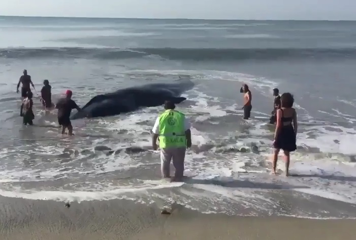 Protección Civil, vecinos y policías del puerto de Salina Cruz, Oaxaca, tratan de rescatar a una ballena varada (Twitter ‏@GustavoVela71)