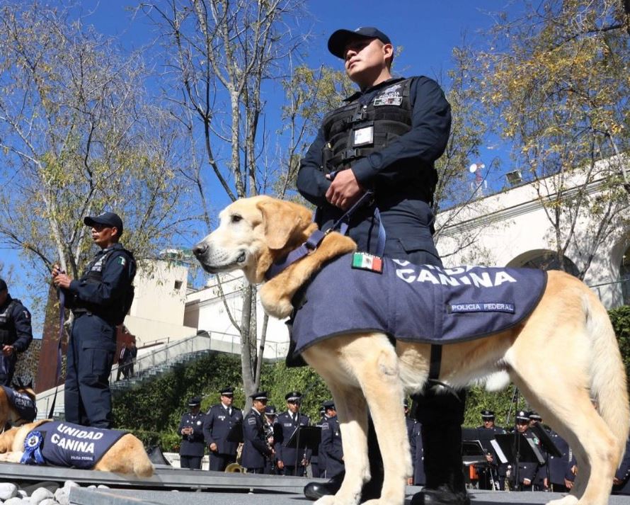 Policías federales apoyados con un binomio canino aseguraron un paquete con marihuana.( @SEGOB_mx )