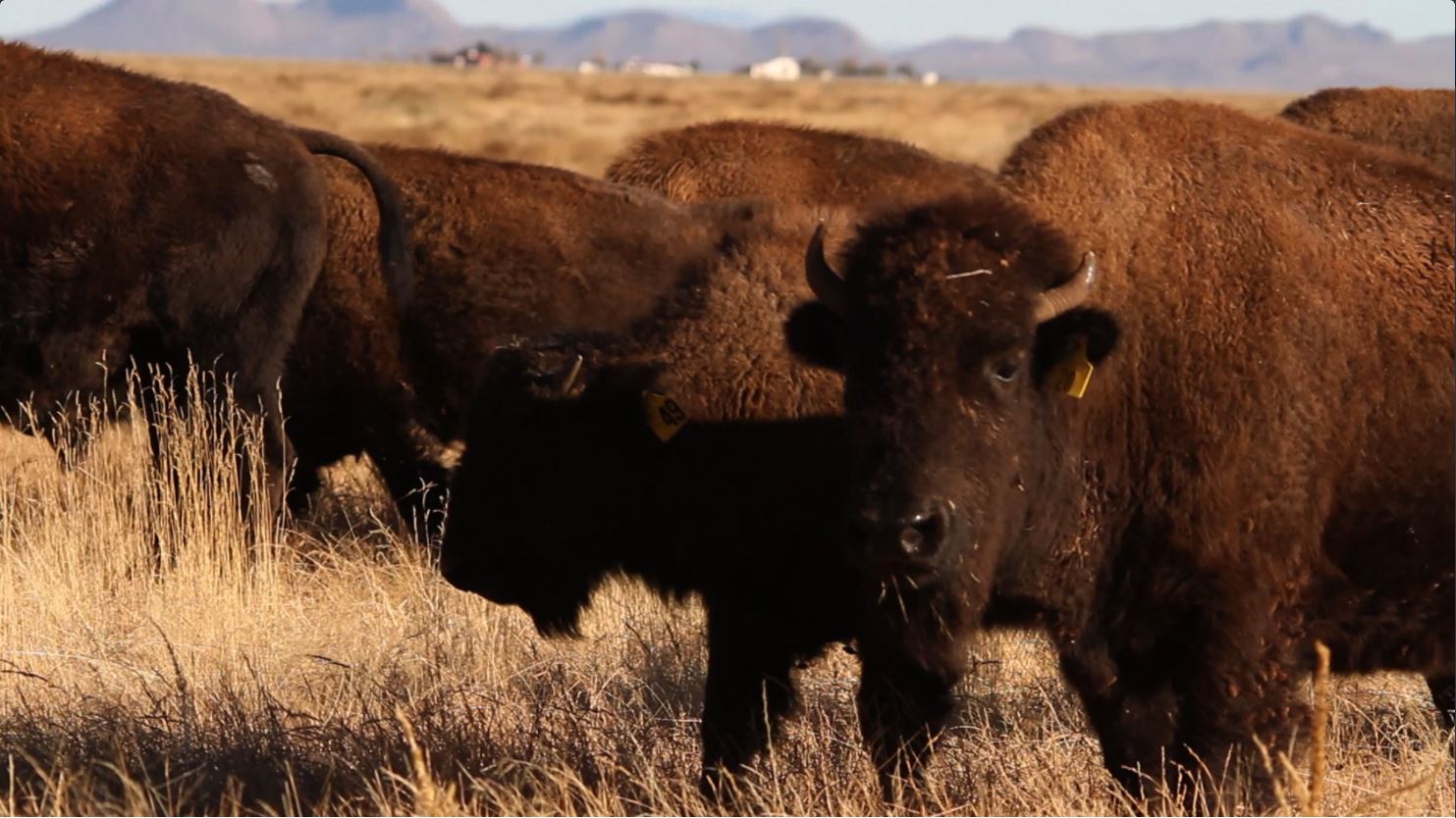 Crece la población de bisontes en México