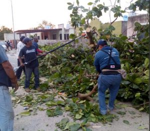 Caída de árboles por turbonada en Mérida, Yucatán. (Twitter @PCivilMerida_)