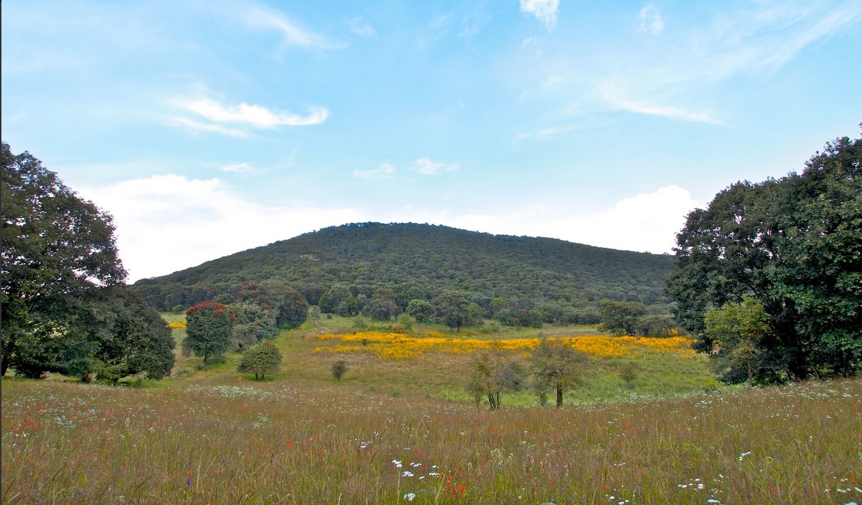 En 2004, el Cerro de los Amoles fue declarado Área Natural Protegida. (Twitter @ieeguanajuato, archivo)