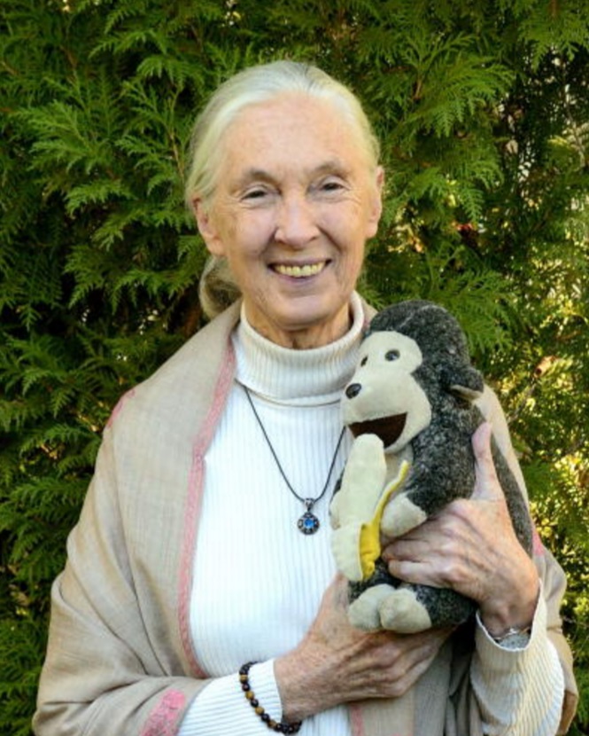 Jane Goodall, reconocida investigadora de chimpancés de origen inglés (Getty Images)
