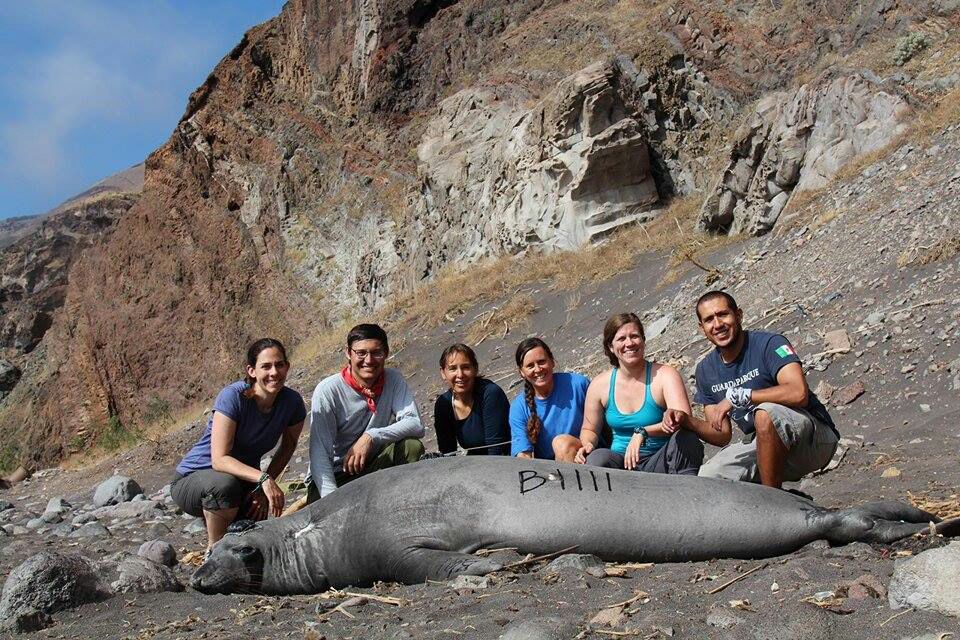 Colocan rastreador satelital a un elefante marino en Baja California (Profepa)
