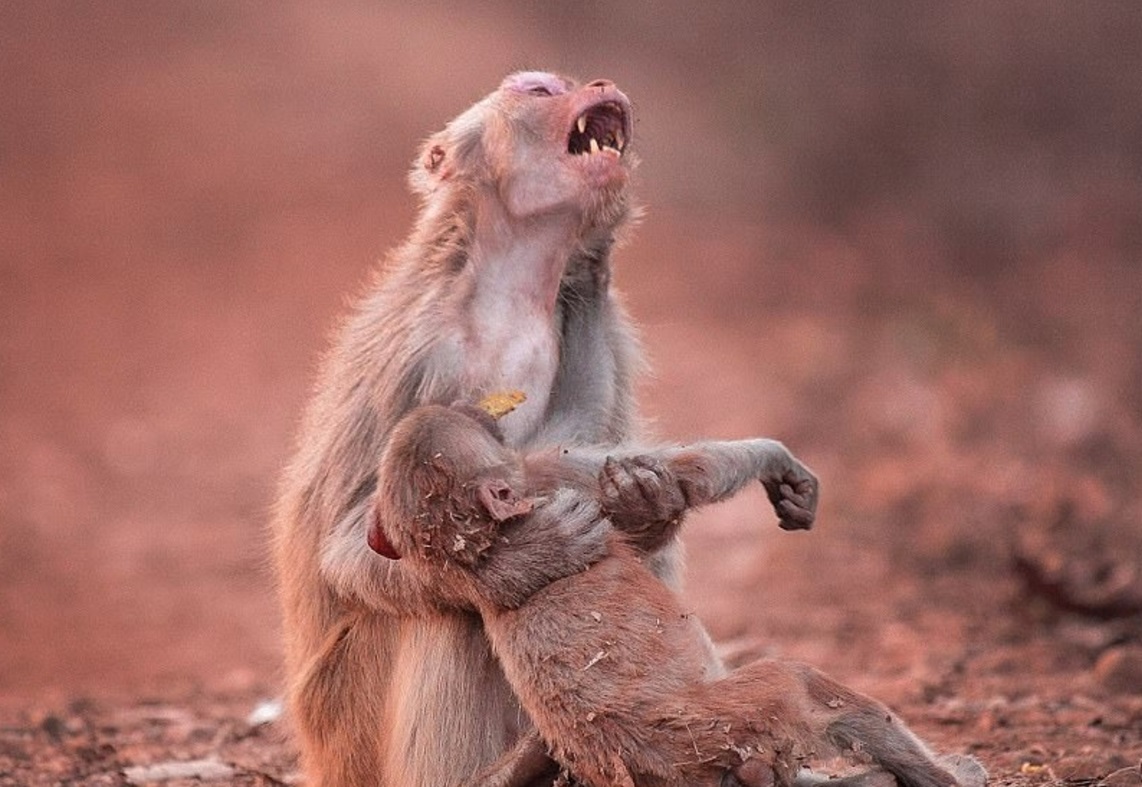La imagen muestra una madre que parece gemir de angustia mientras sostiene a su cría (Foto: dailymail)
