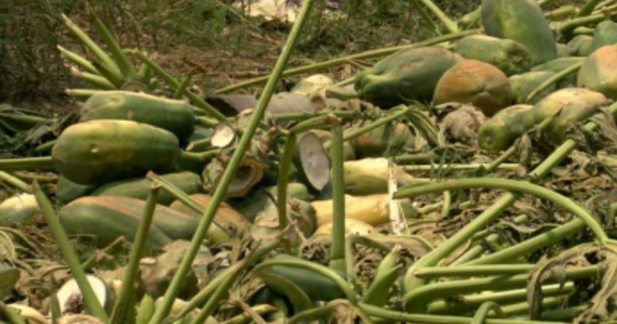 cultivos de papaya afectados por fuertes vientos