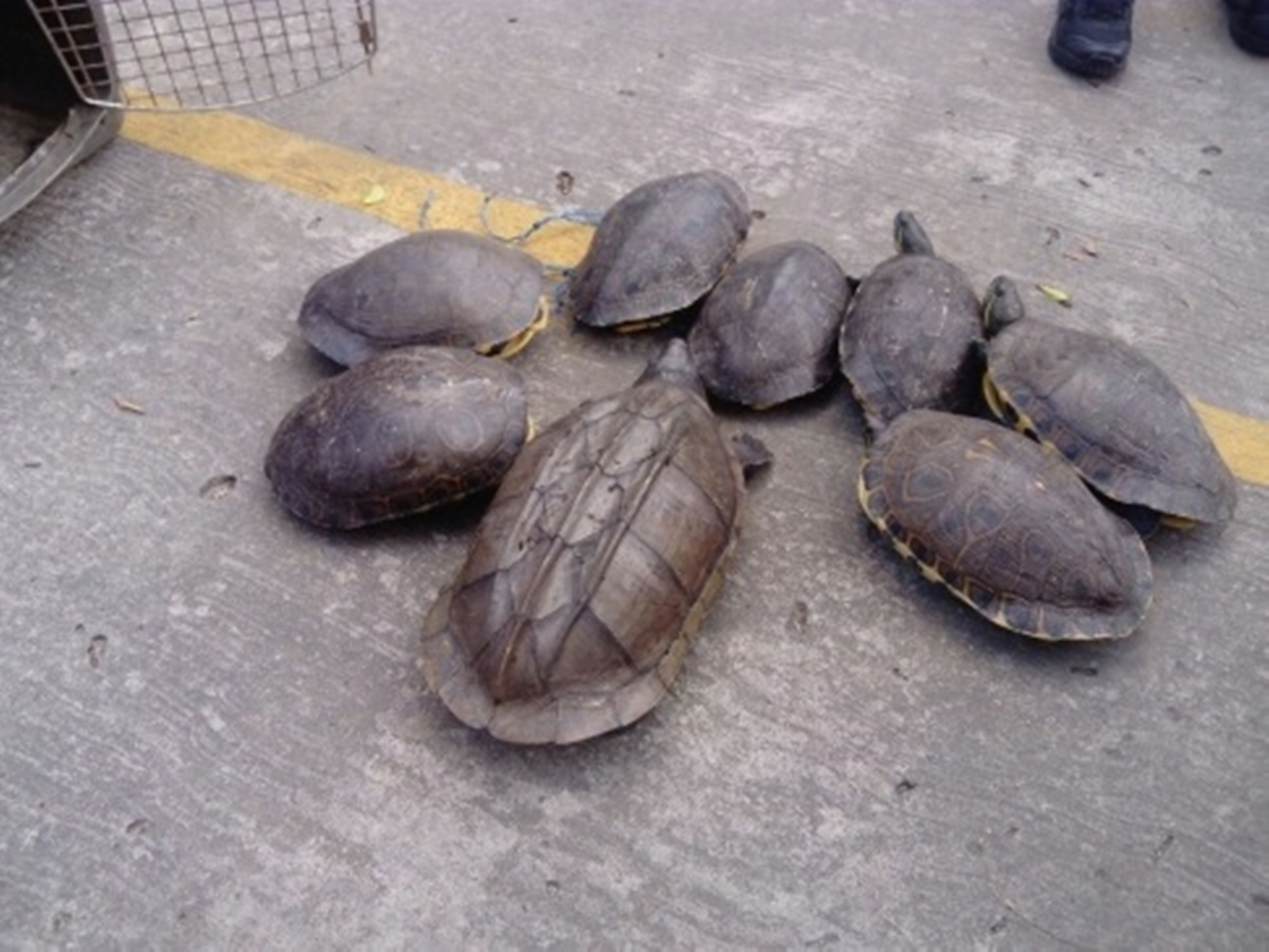 Decomisan tortugas en la frontera sur de México 