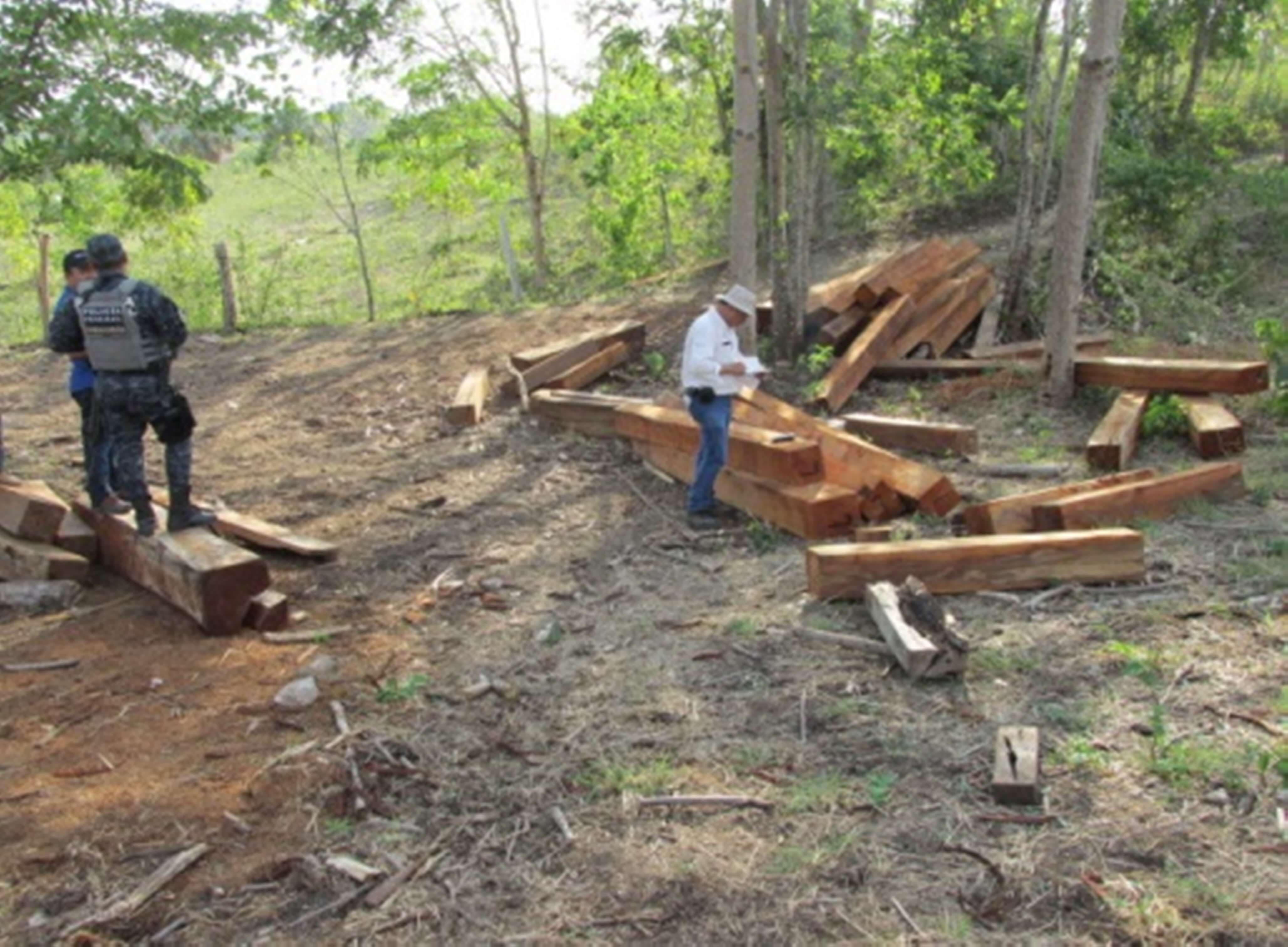 Delegados de Profepa combaten el trafico de madera 