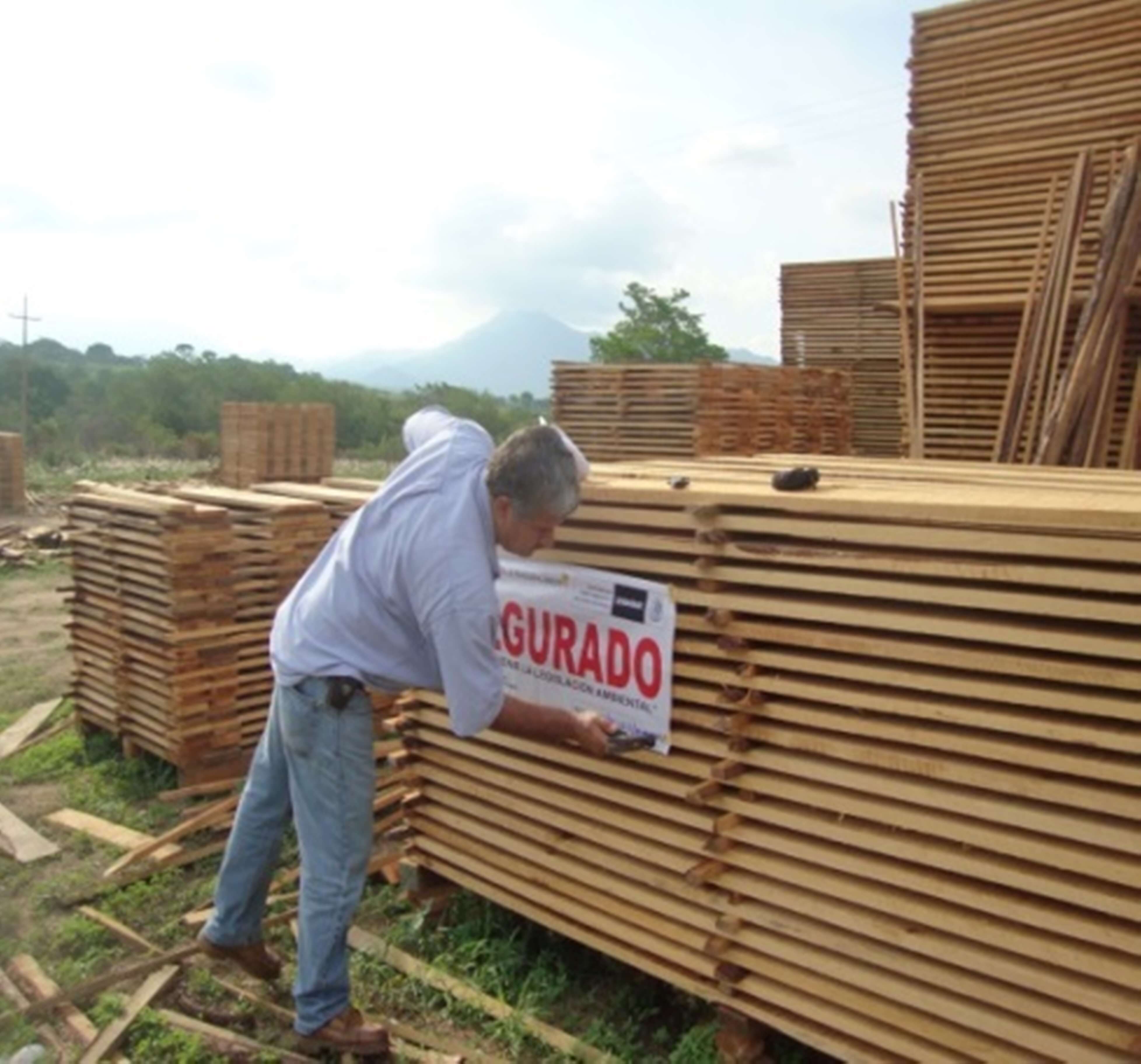 Delegados de Profepa decomisan madera talada ilegalmente 