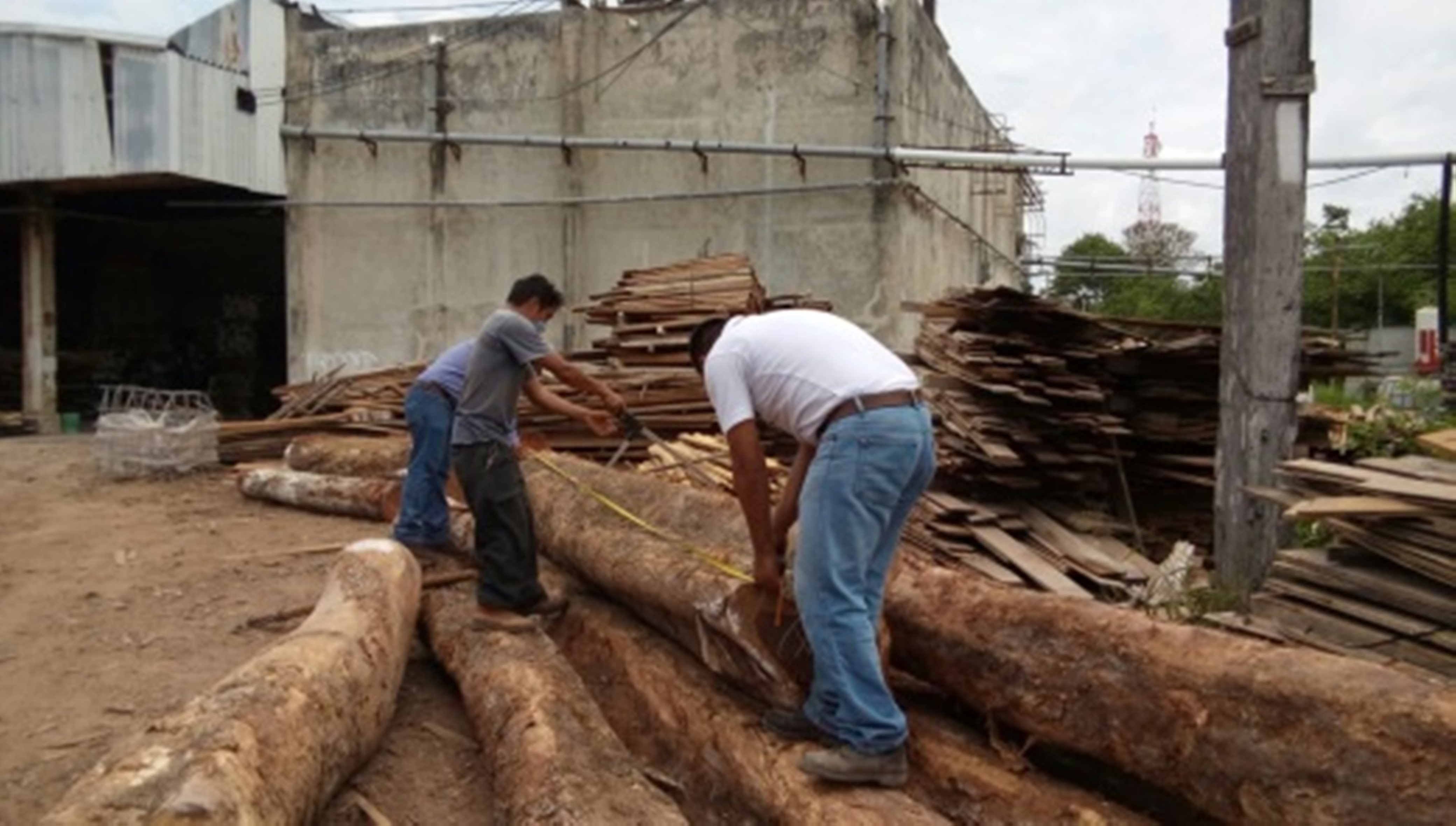 Delegados de Profepa decomisan madera talada ilegalmente 