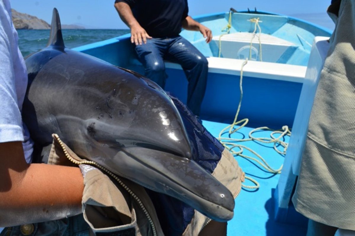 Delfín varado en Loreto y rescatado por Profepa