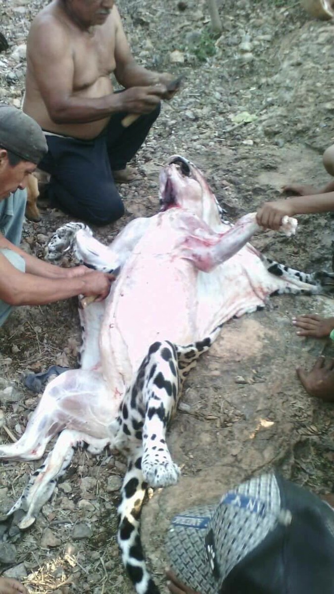 Encuentran a jaguar muerto en Yucatán