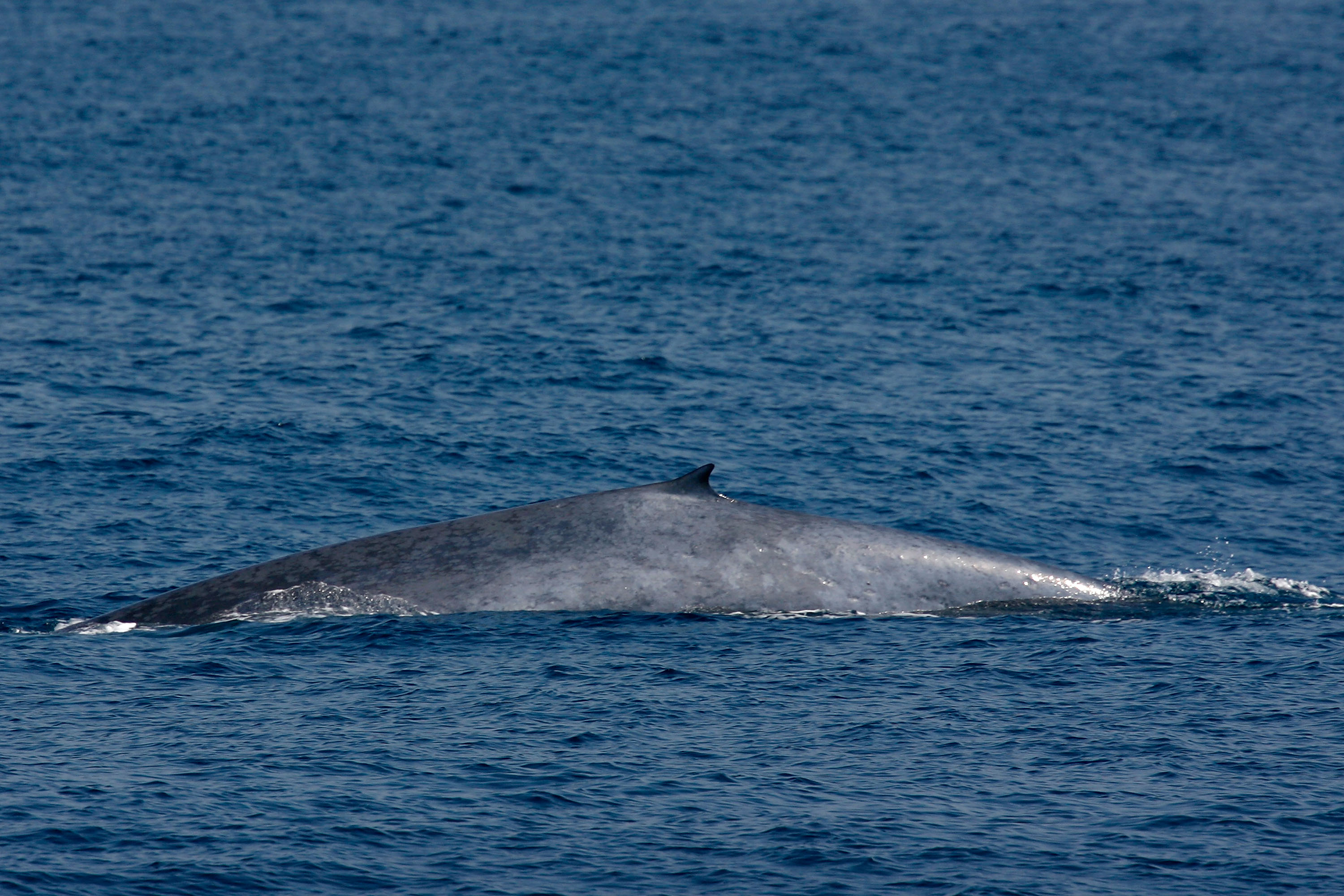 Una ballena azul en la costa de California. Getty Images/Archivo