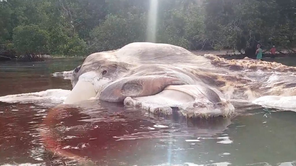 Hallan cadáver gigante de misteriosa criatura en Indonesia