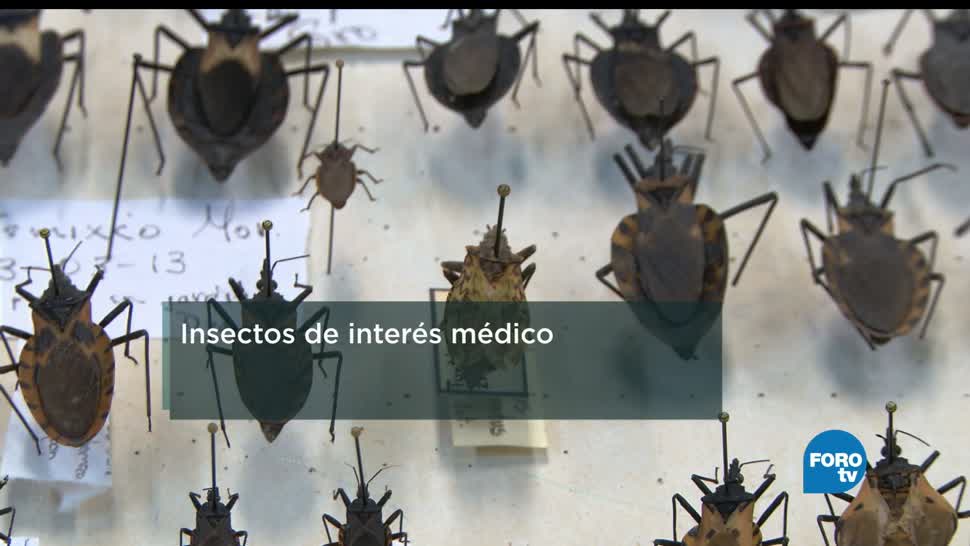 Insectos, transmisores, enfermedades, entomología, salud, humanos