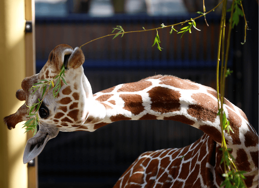 La jirafa Sofie se alimenta de hojas en su nuevo hogar del zoológico de Viena. (Reuters) 