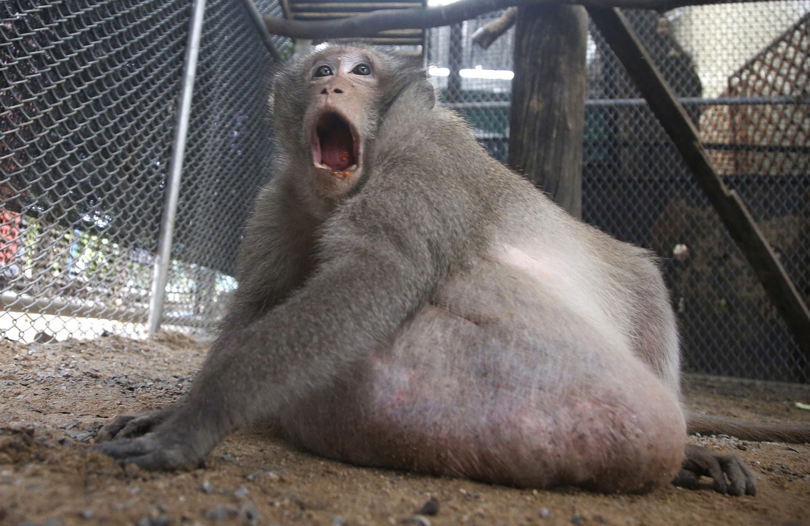 ponen a dieta a mono que engordo en tailandia