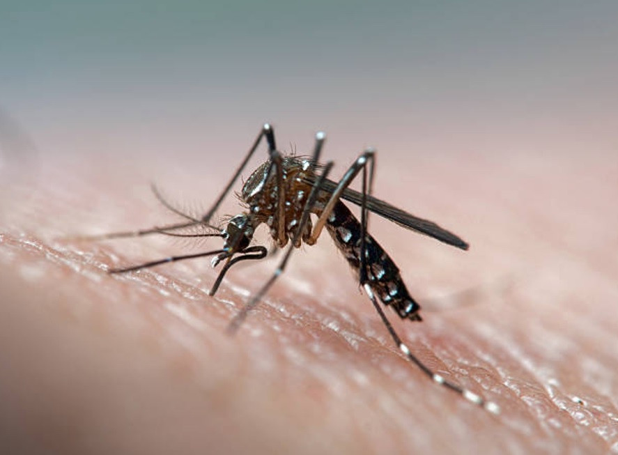 Descubren cómo volver a los humanos imperceptibles para los mosquitos