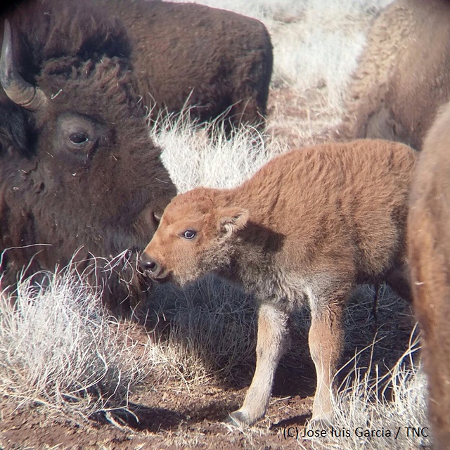 Nacen 12 crías de bisonte americano en Chihuahua