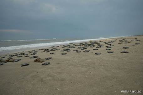 Nacen crías de tortuga Lora en playas de Tamaulipas (Semarnat)