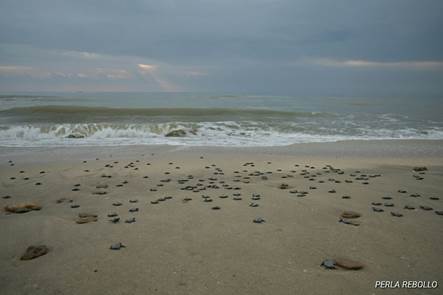 Nacen crías de tortuga Lora en playas de Tamaulipas (Semarnat)