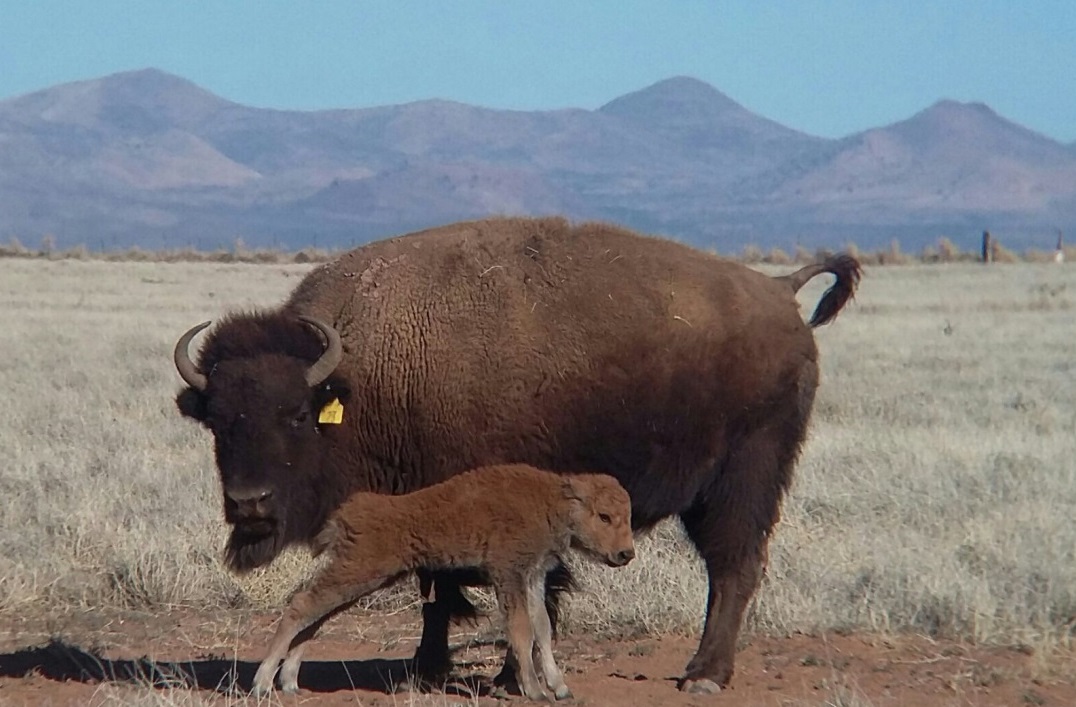 Nacimiento de crías de bisonte (CONANP)