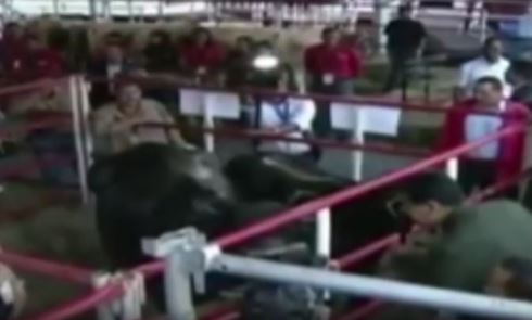 En el video se ve cuando Maduro se dirige a unas vacas (Twitter @ColdeBelloMonte)