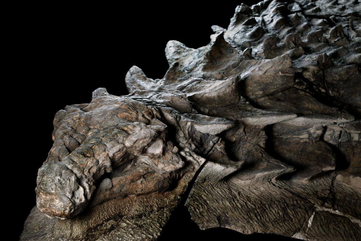 nodosaurus-fosil_5